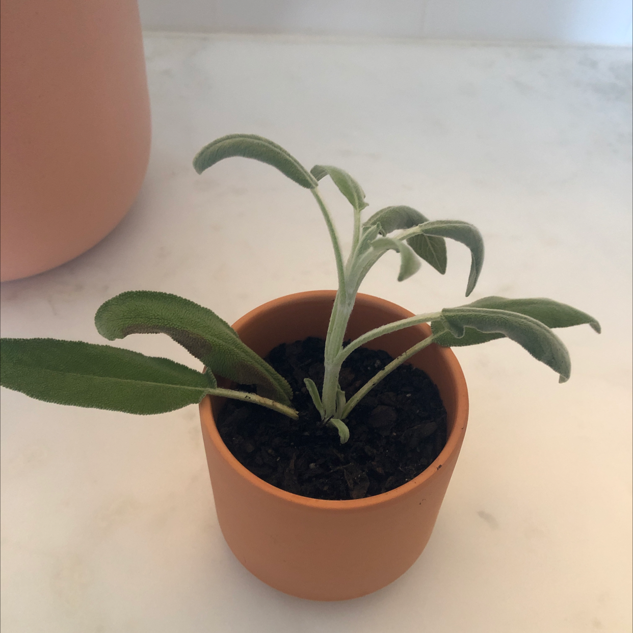 Choosing Fertilizer For My Lamb's Ear