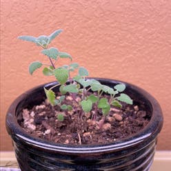 Catnip plant
