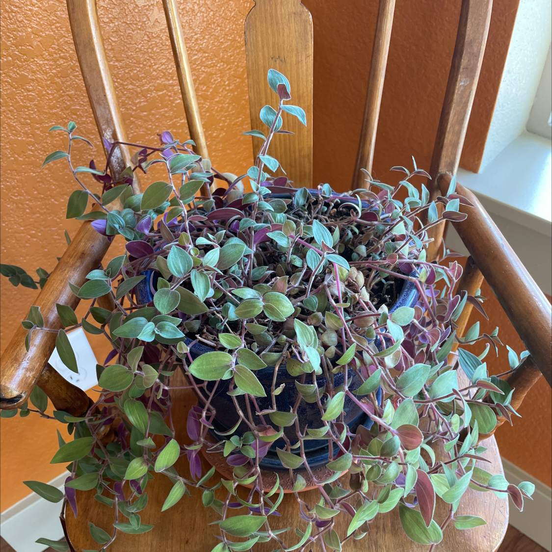 Potted Baby Bunny Bellies plant with green and purple leaves on a wooden chair.
