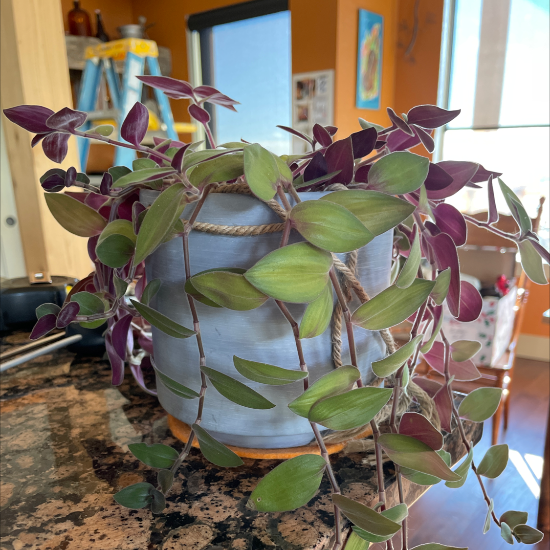 Potted Baby Bunny Bellies plant with green and purple leaves, well-framed and healthy.