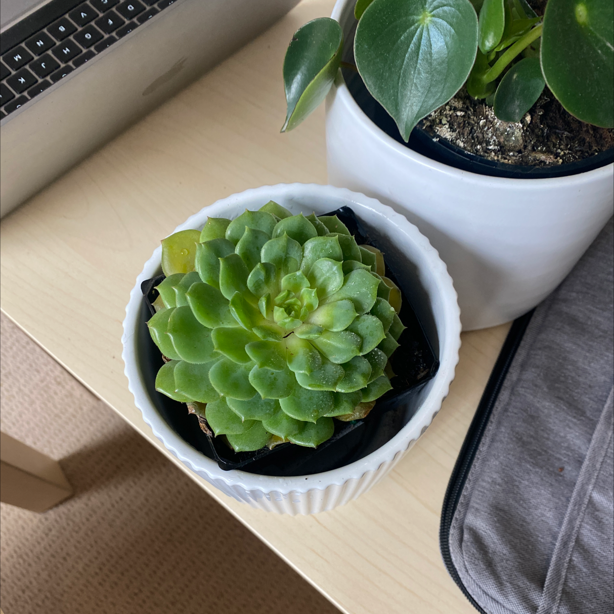 Photo of the plant species Echeveria 'Dondo' by Nima named Sir Plancelot on Greg, the plant care app