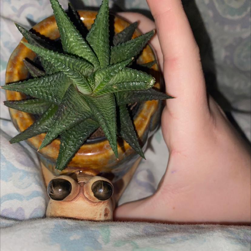 Fairy Washboard plant photo by Rory named Mr.Sugar Snail on Greg, the plant care app.