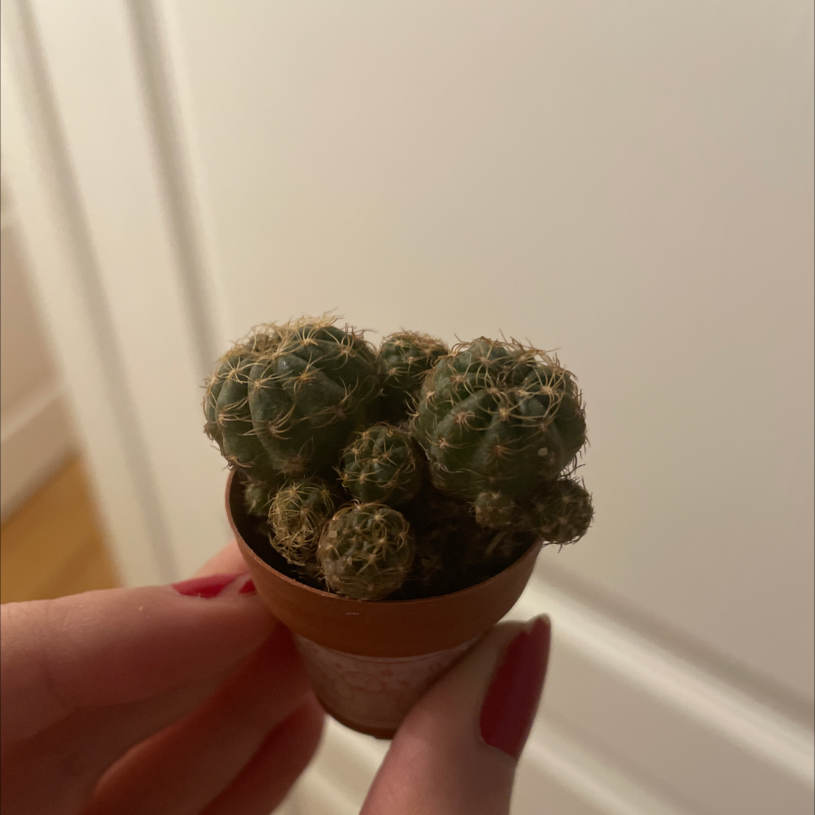 Small Missouri Foxtail Cactus in a pot, held by a hand with red nails.