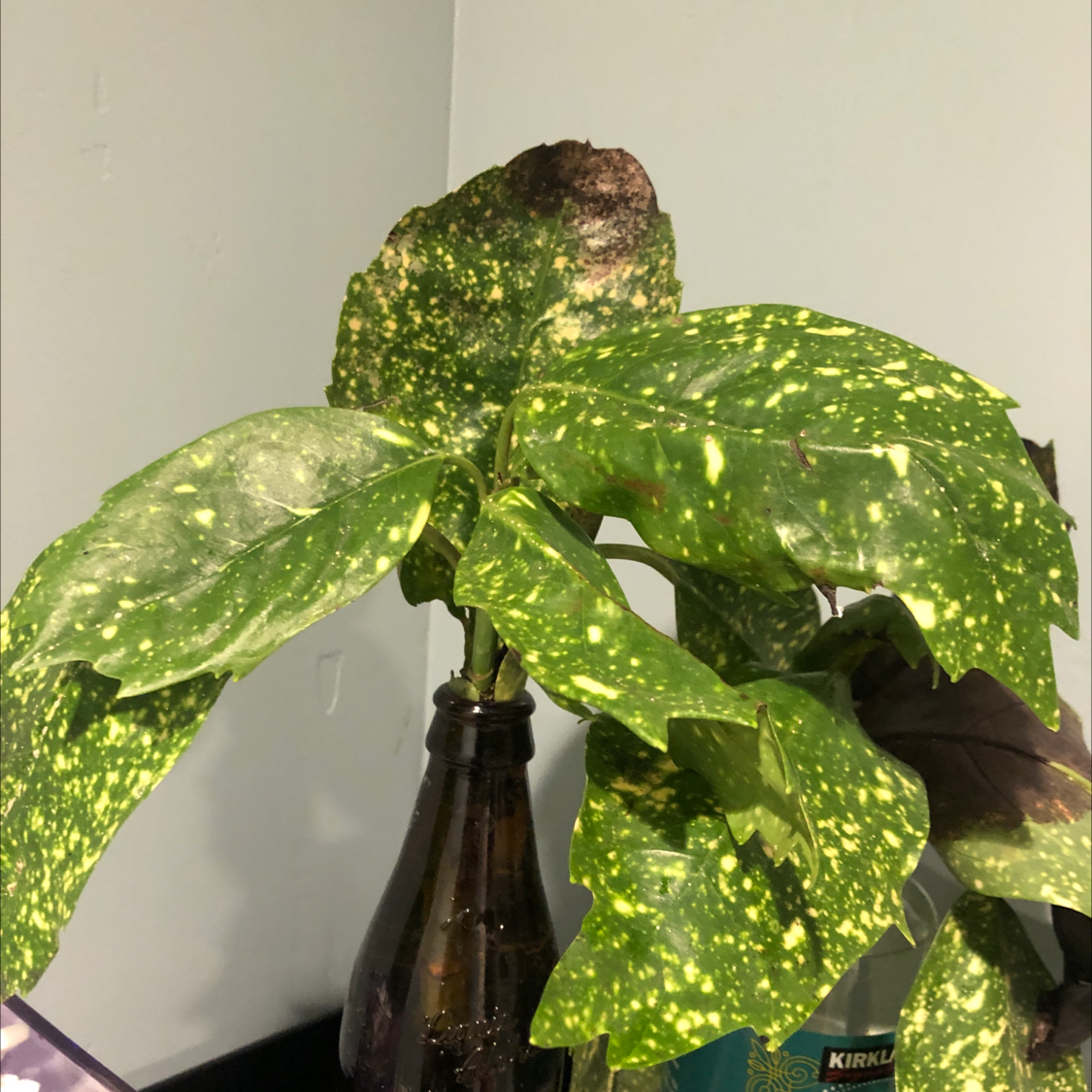 Healthy, mature Japanese Laurel plant with glossy green and yellow spotted leaves, in a brown plastic pot. A hand points out the leaf variegation.