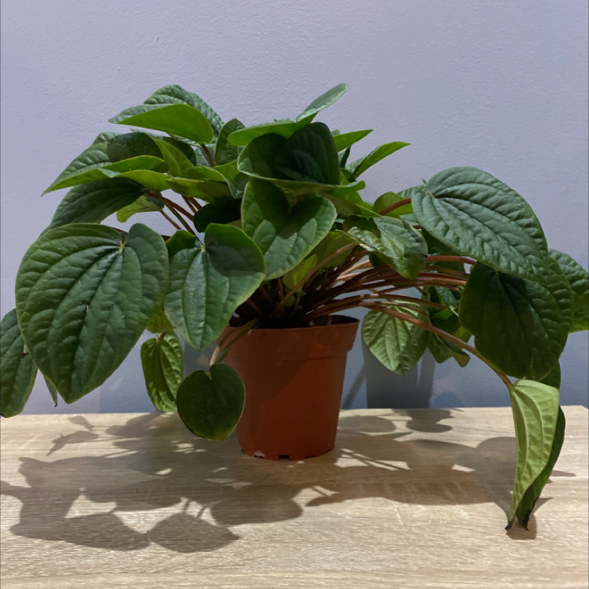 Healthy Rana Verde Peperomia plant in a small pot with green leaves.