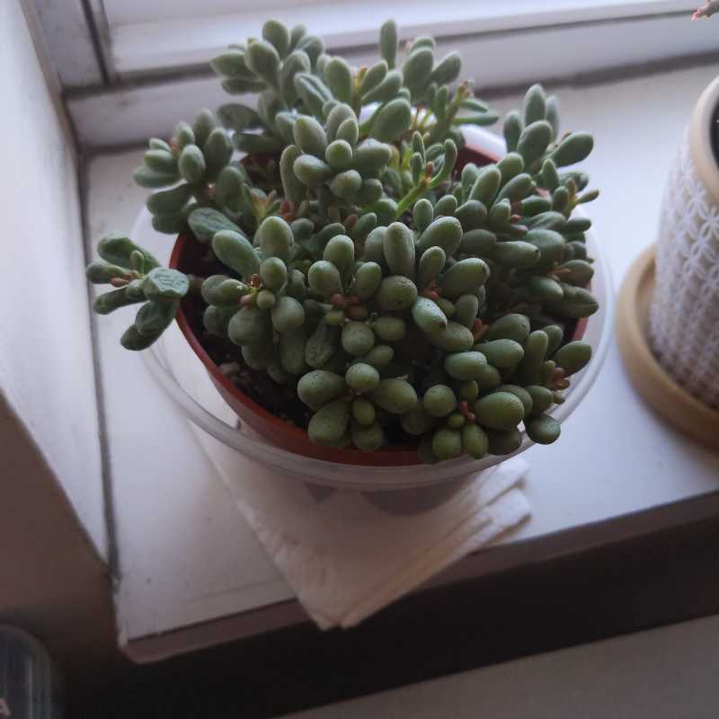 Photo of the plant species Tylecodon by @EvenAwesomer named House of the Dragon Eggs on Greg, the plant care app