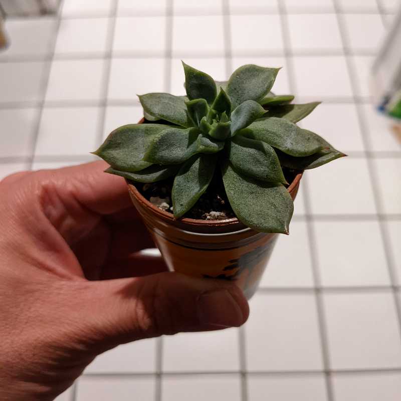 Echeveria colorata plant in a pot held by a hand, healthy green leaves.
