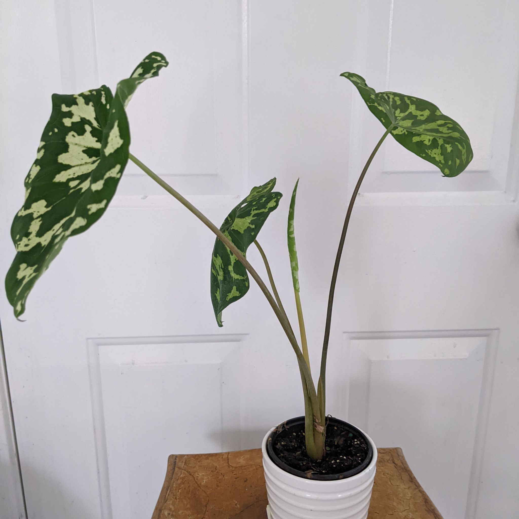 Caladium Hilo Beauty plant in a white pot with green and white variegated leaves.