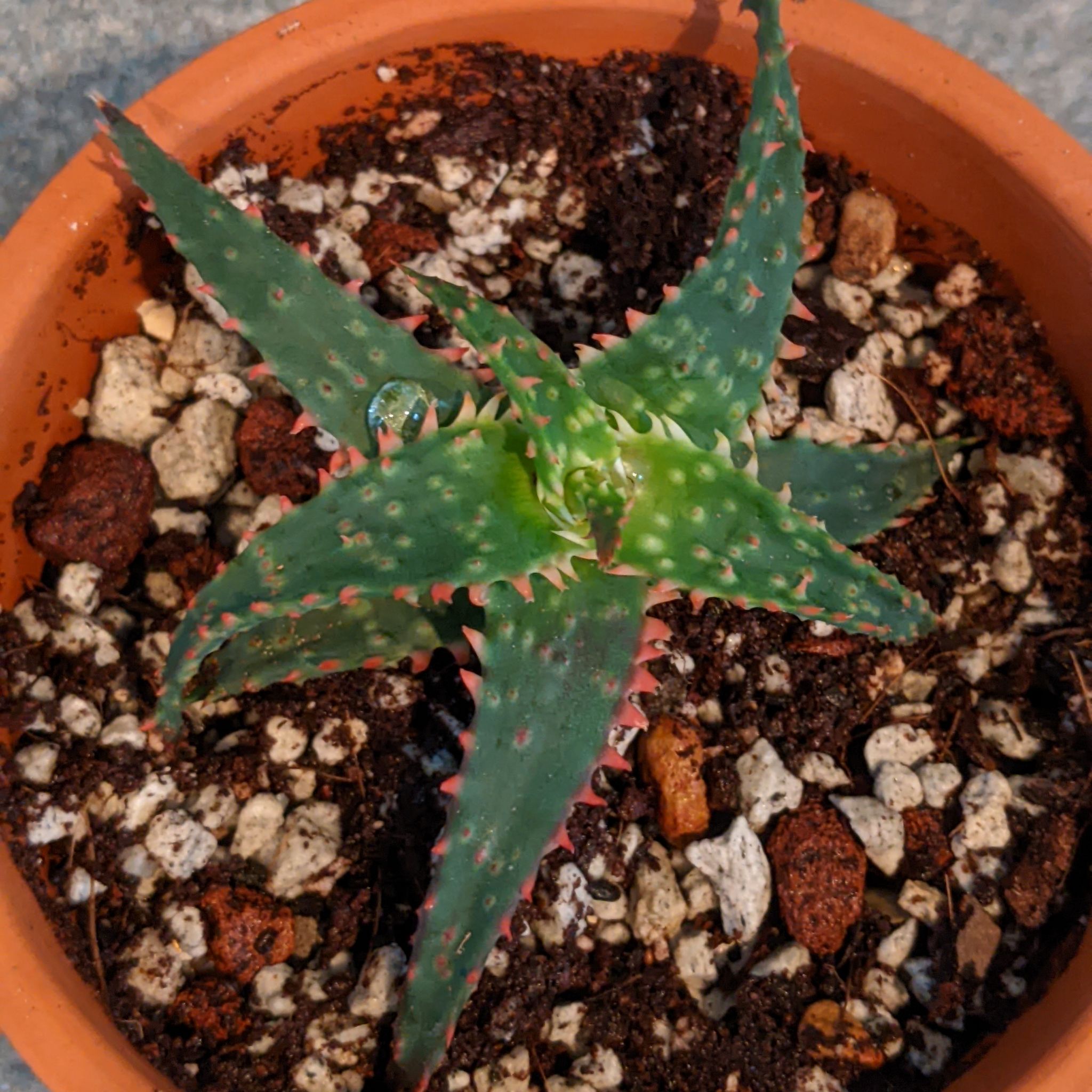 A healthy Aloe 'Christmas Sleigh' plant in a terracotta pot with visible soil.