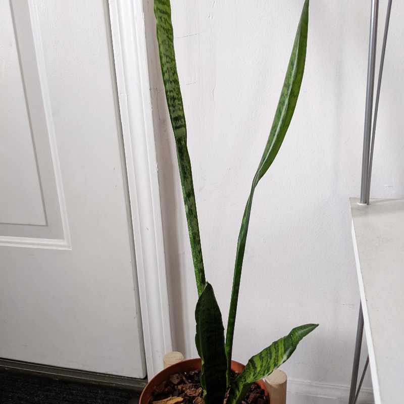 Zeylanica Snake Plant in a pot with green, upright leaves. Background includes a door and a shelf.