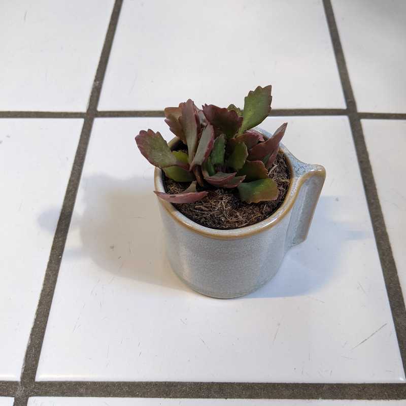 Small Tugela Cliff-Kalanchoe succulent in a ceramic pot on a tiled surface.