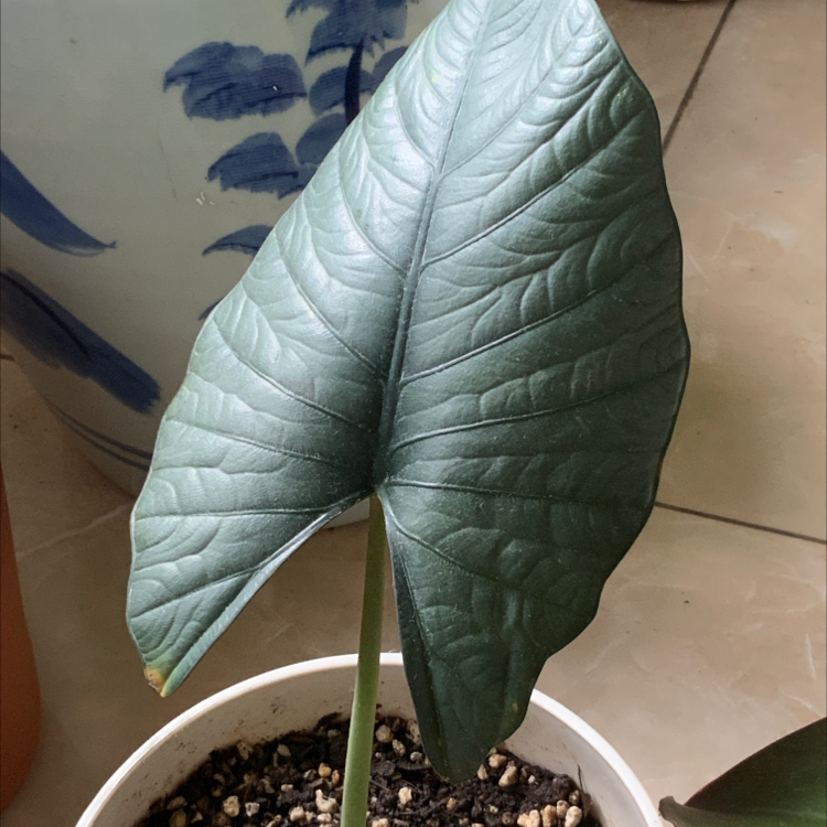 Alocasia nebula 'Imperialis' plant with a large, healthy leaf in a white pot.