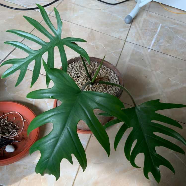 Philodendron mayoi plant with large, green, lobed leaves in a pot with visible soil.