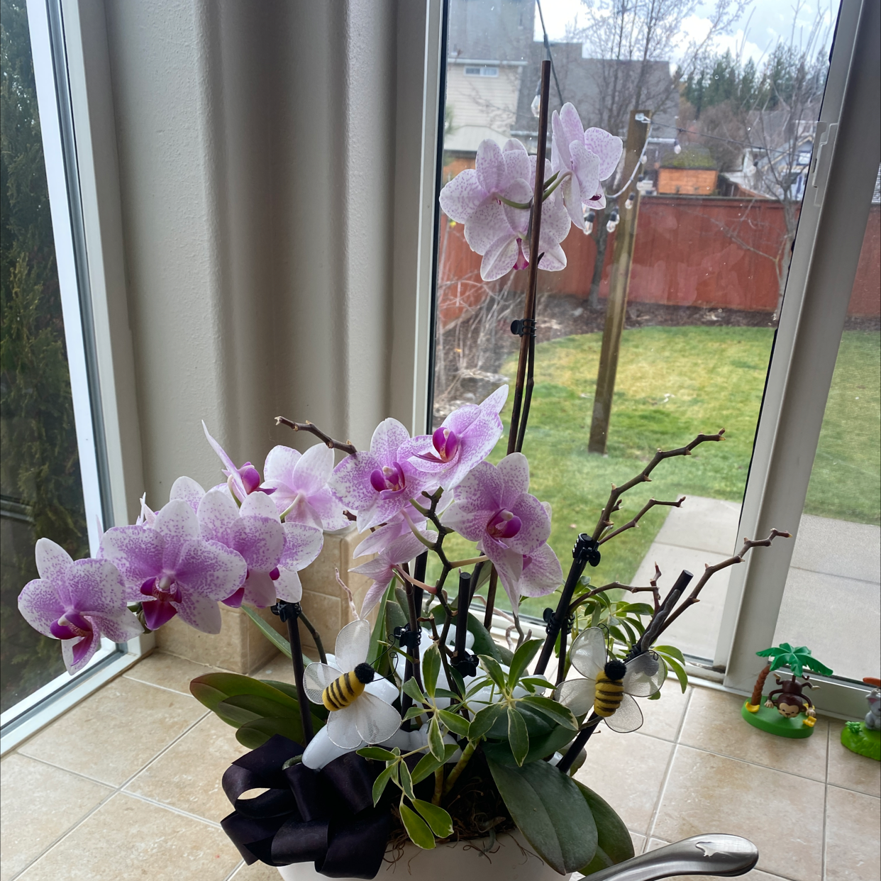 Photo of the plant species Naked Man Orchid by Reuben named Kitchen orchid on Greg, the plant care app
