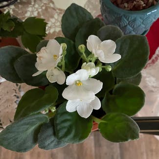Clubed Begonia plant in Milaca, Minnesota