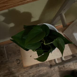 Heartleaf Philodendron plant in Milaca, Minnesota