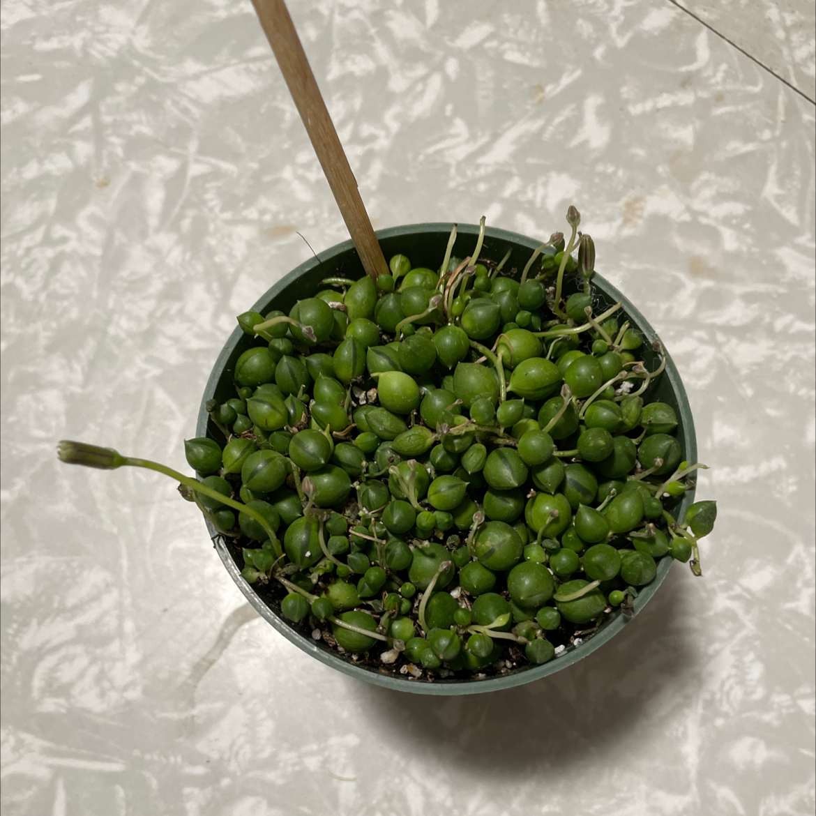 String of Pearls plant photo by @Grammy08 named Daphne on Greg, the plant care app.