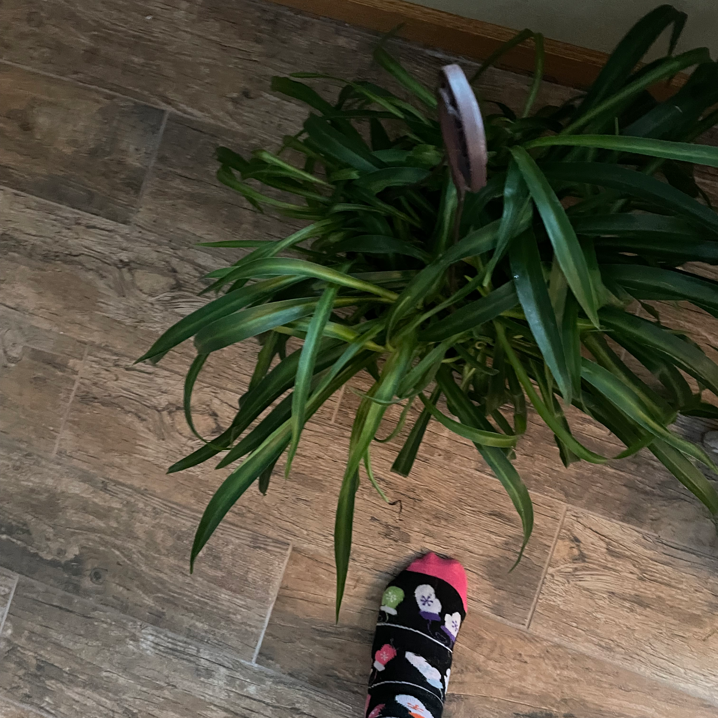 Spider Plant plant photo by @Grammy08 named Huckleberry Fern on Greg, the plant care app.