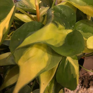 Golden Pothos plant in Savannah, Georgia