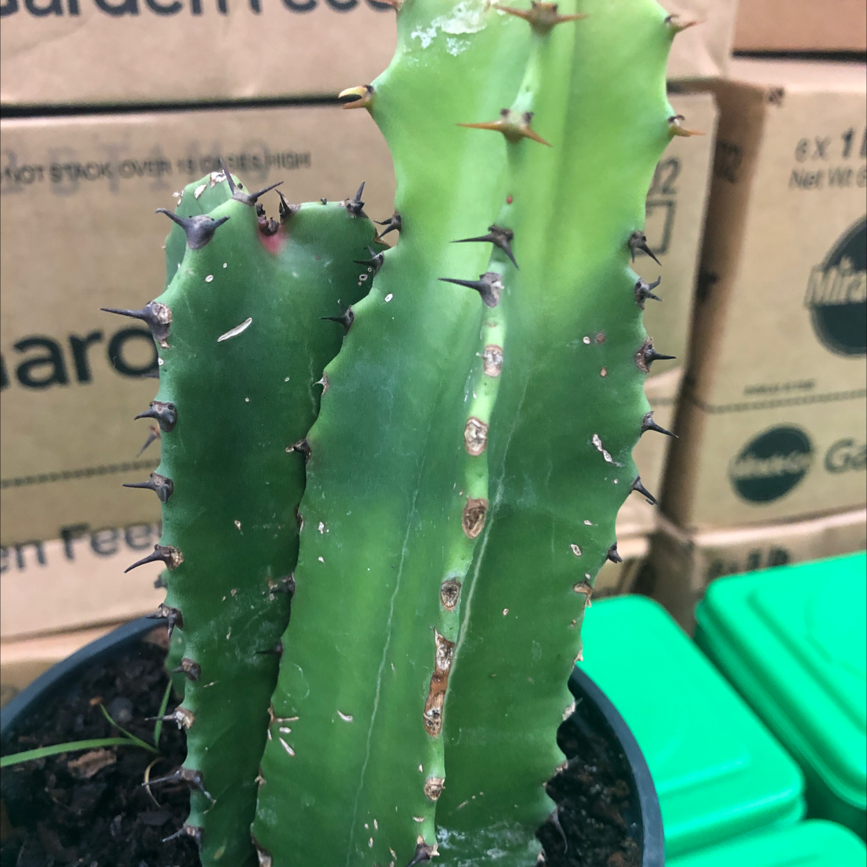 Candelabra Cactus with brown spots on stems, background includes cardboard boxes and green objects.