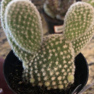 Bunny Ears Cactus plant in Savannah, Georgia