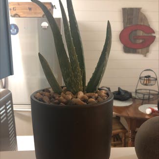 Aloe Vera plant in Savannah, Georgia