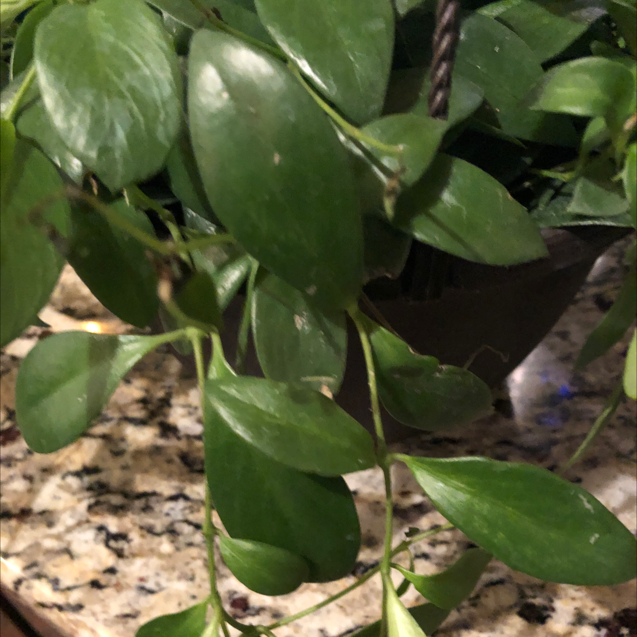 Photo of the plant species Spineless Butcher's Broom by @autumndawn70 named Judy Garland on Greg, the plant care app