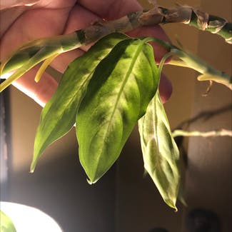 Dieffenbachia plant in Savannah, Georgia