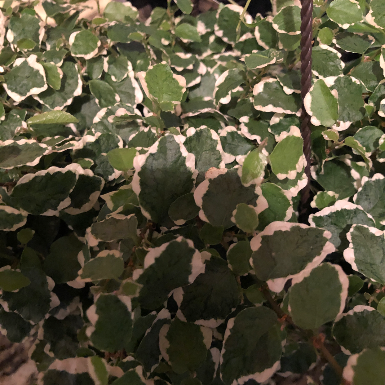 A close-up view of a healthy, thriving creeping fig plant with vibrant variegated green leaves.