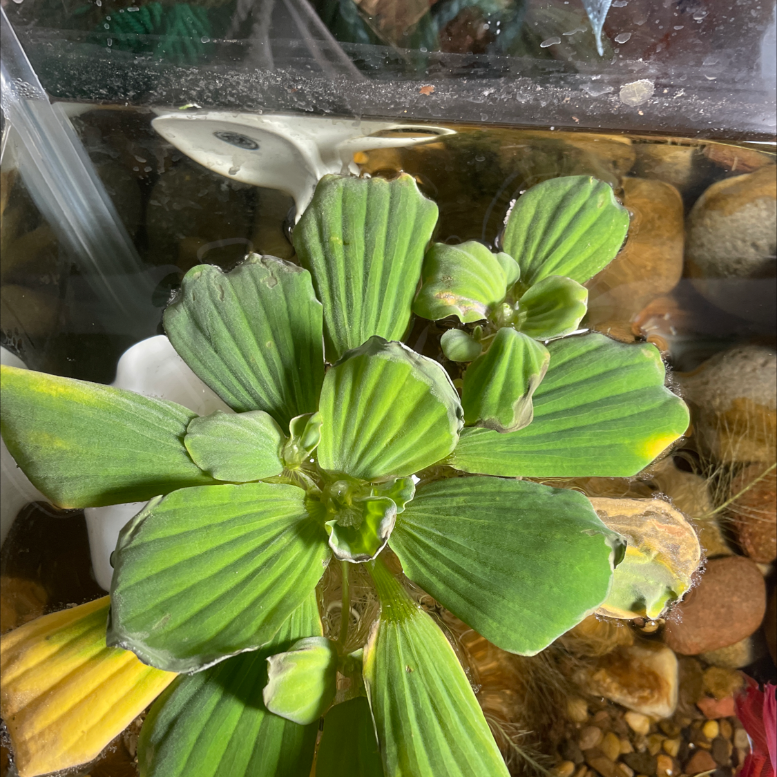 Water Lettuce plant in an aquatic environment with some yellowing leaves.