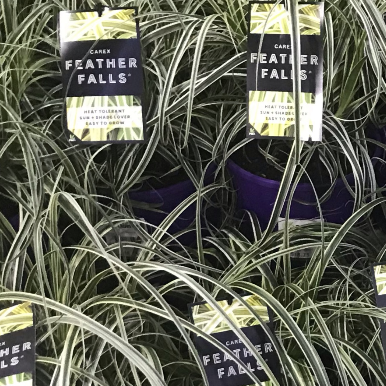 Photo of the plant species Carex Feather Falls by Dan named McKinley on Greg, the plant care app