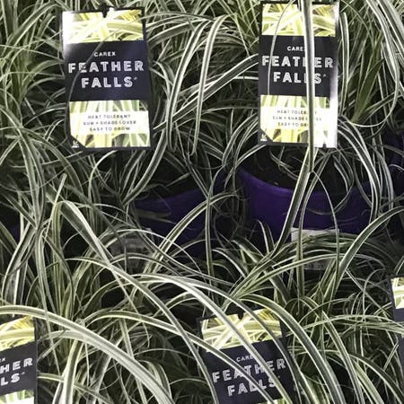 Photo of the plant species Carex 'Feather Falls'  Other names Sedge 'Feather Falls' by Dan named McKinley on Greg, the plant care app