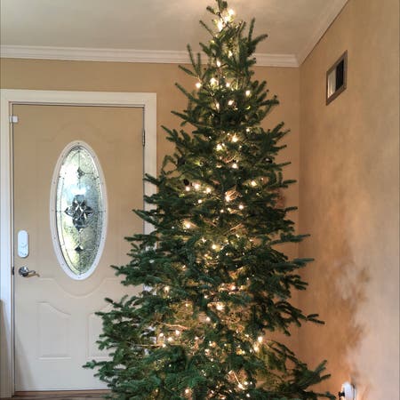 Photo of the plant species European Silver Fir by Nicole named Christmas tree on Greg, the plant care app