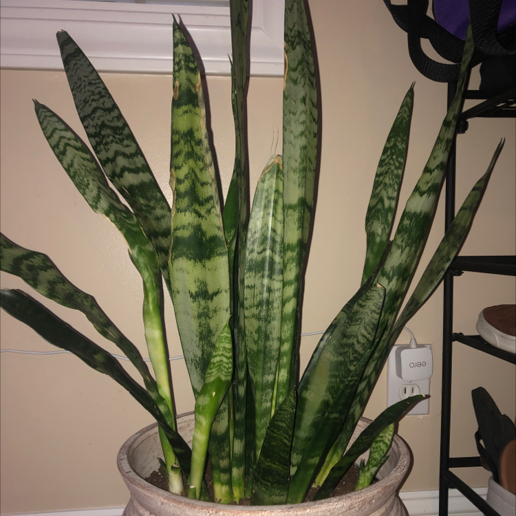 Snake Plant plant photo by Quinn named Snake on Greg, the plant care app.