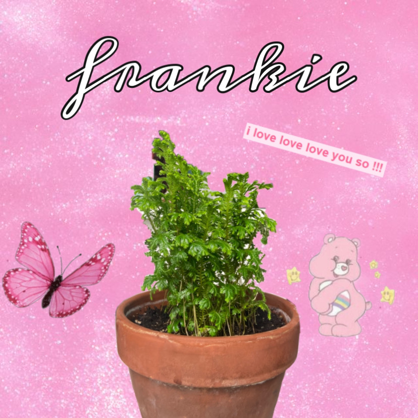 Healthy green club moss plant in a terra cotta pot, against a pink background with butterfly and bear graphics and loving text overlay.