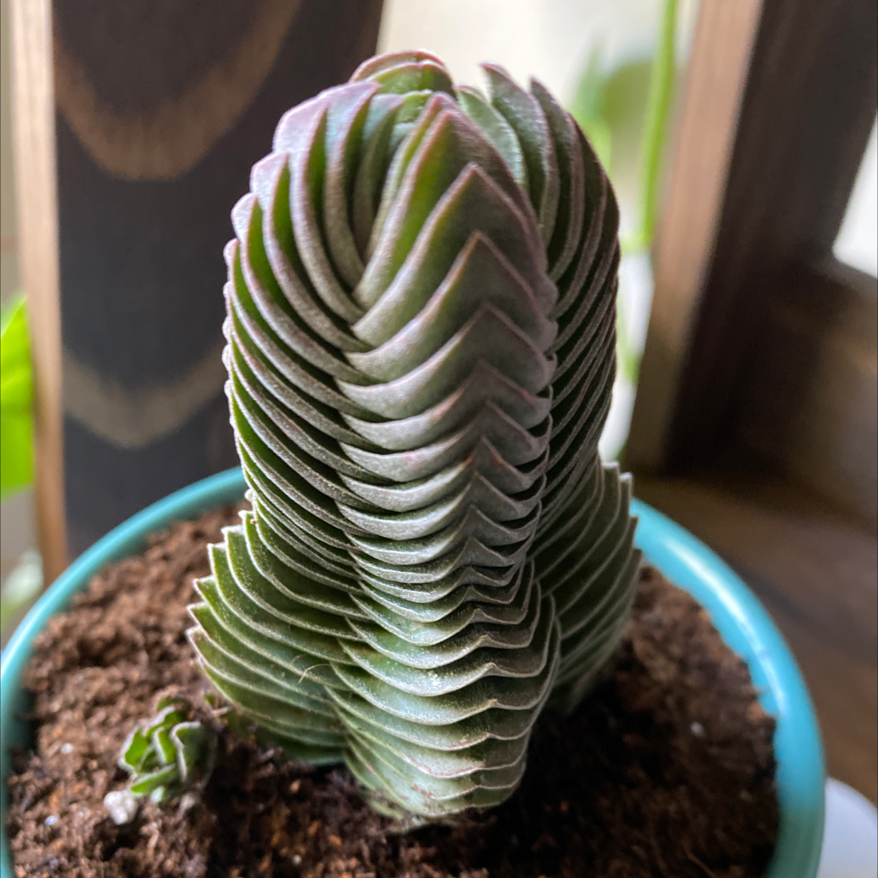 Crassula 'Buddha's Temple' plant in a pot with visible soil, well-framed and in focus.