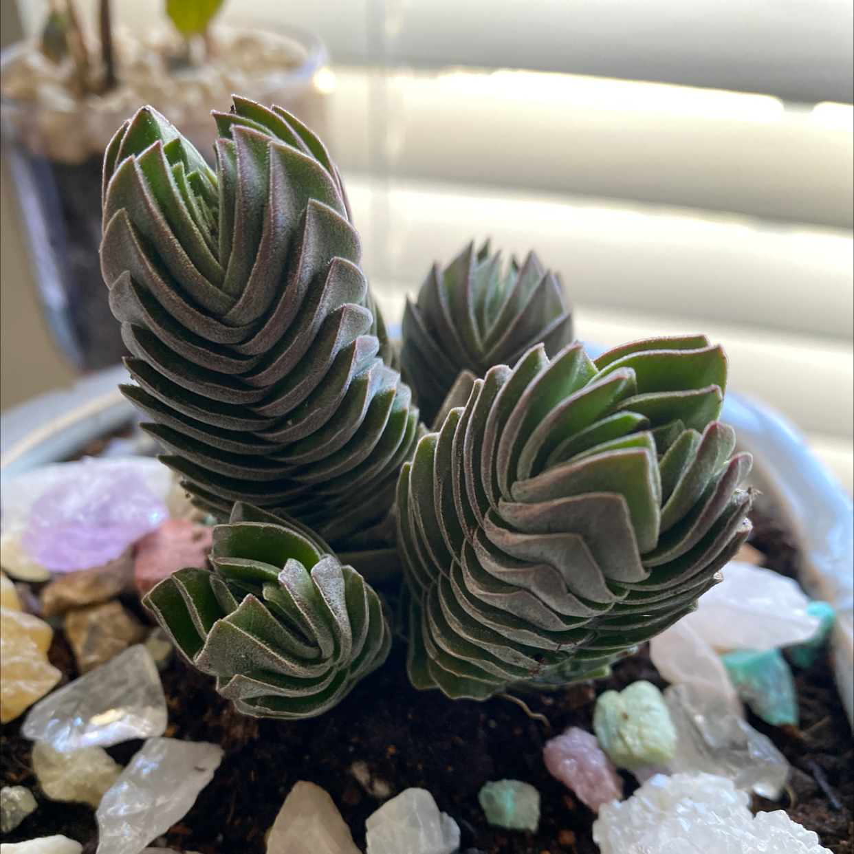 Crassula 'Buddha's Temple' plant with healthy, green leaves in a geometric pattern.
