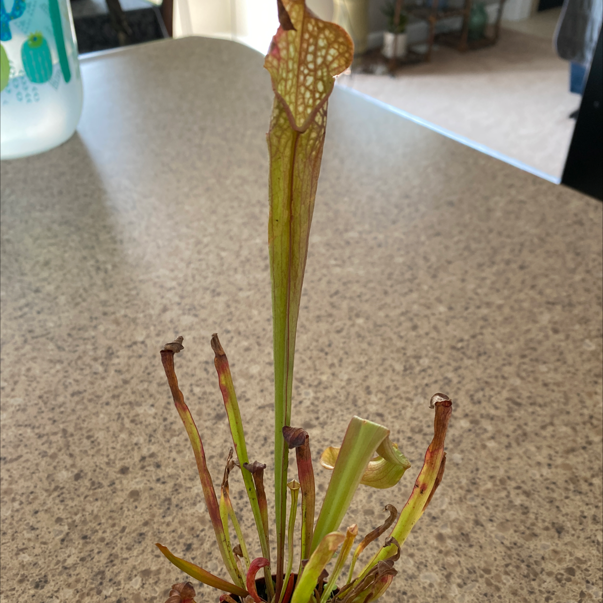 Purple Pitcher Plant with some browning pitchers on a countertop.