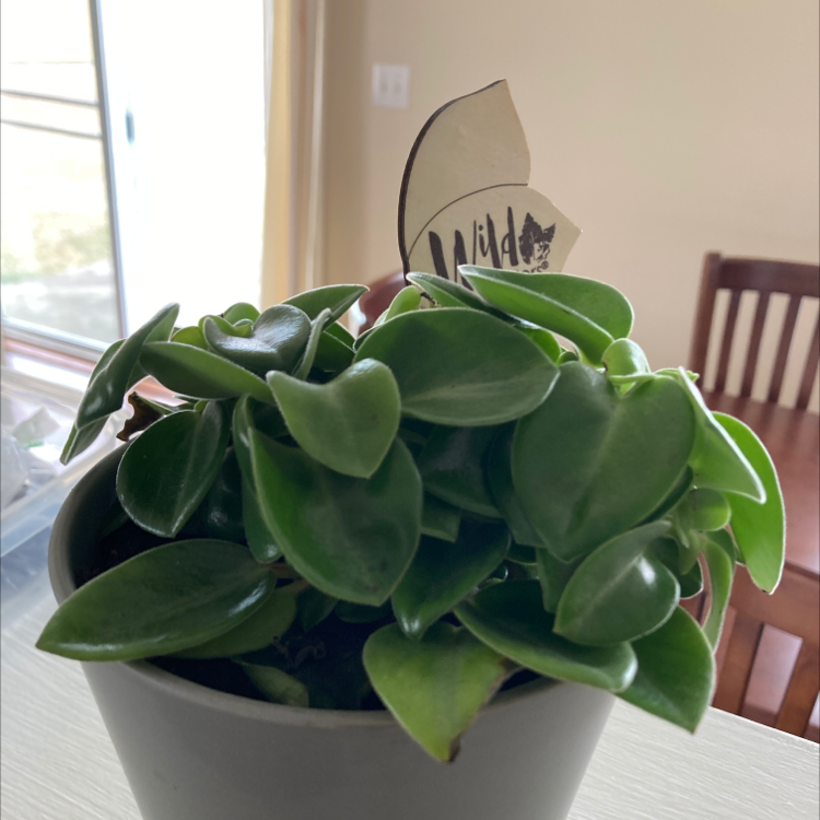 Healthy Peperomia scandens plant with lush, dark green heart-shaped leaves cascading over a white ceramic pot.
