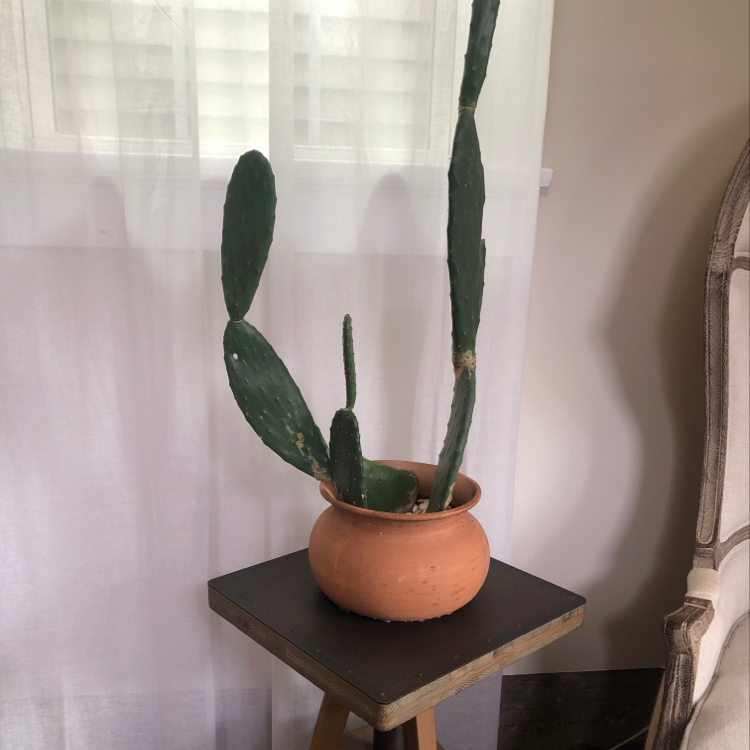 Barbary Fig plant in a terracotta pot on a stool, indoors near a window with sheer curtains.
