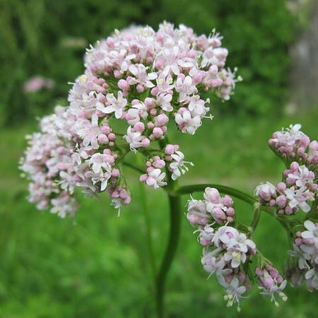 Photo of the plant species All heal by Lexamaridia named Valerian on Greg, the plant care app