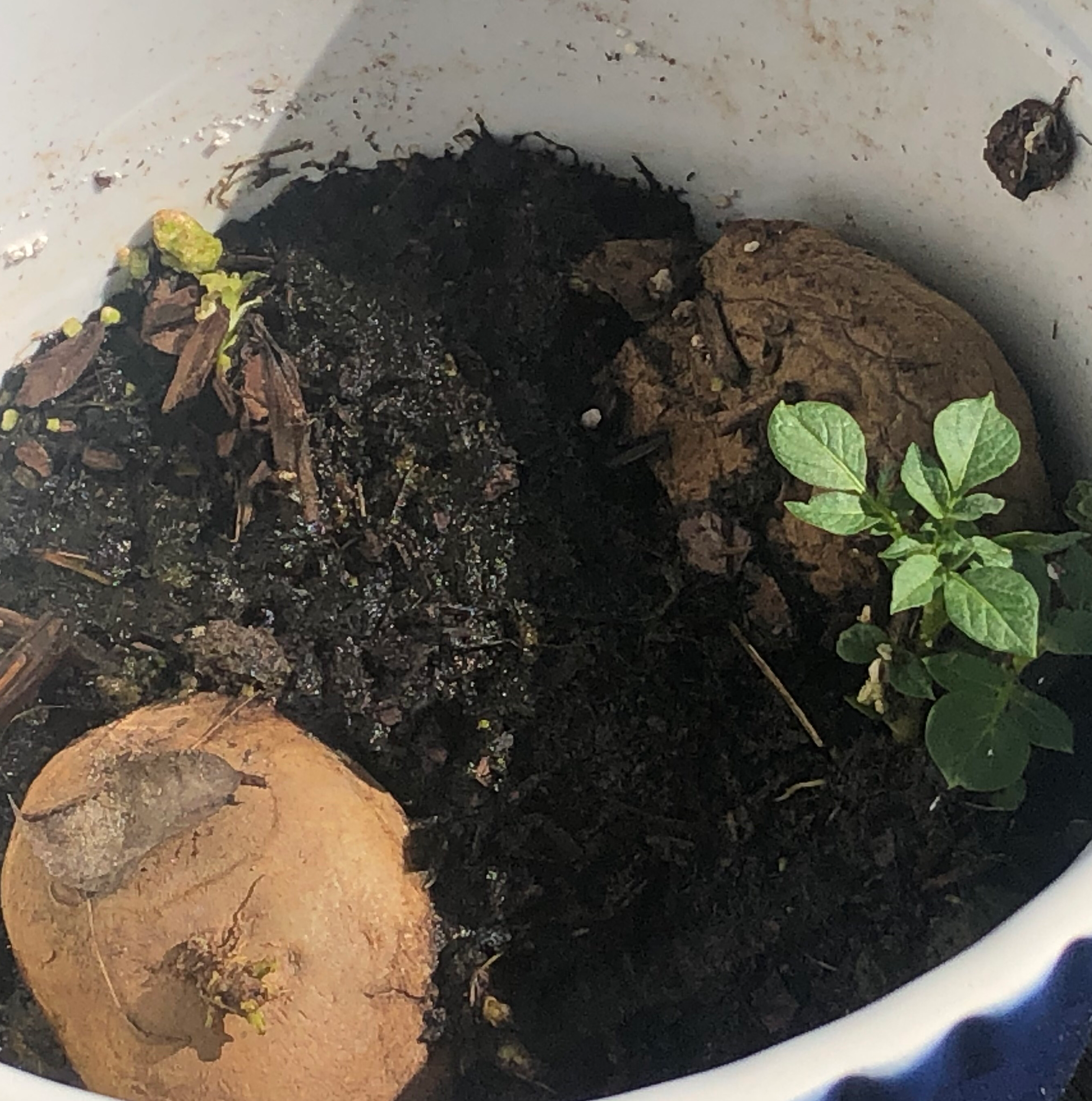 Potato plant in a pot with small green leaves emerging from the soil.