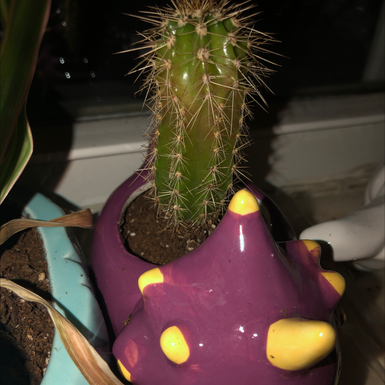 Golden Torch cactus in a decorative pot with visible soil and another plant partially visible.