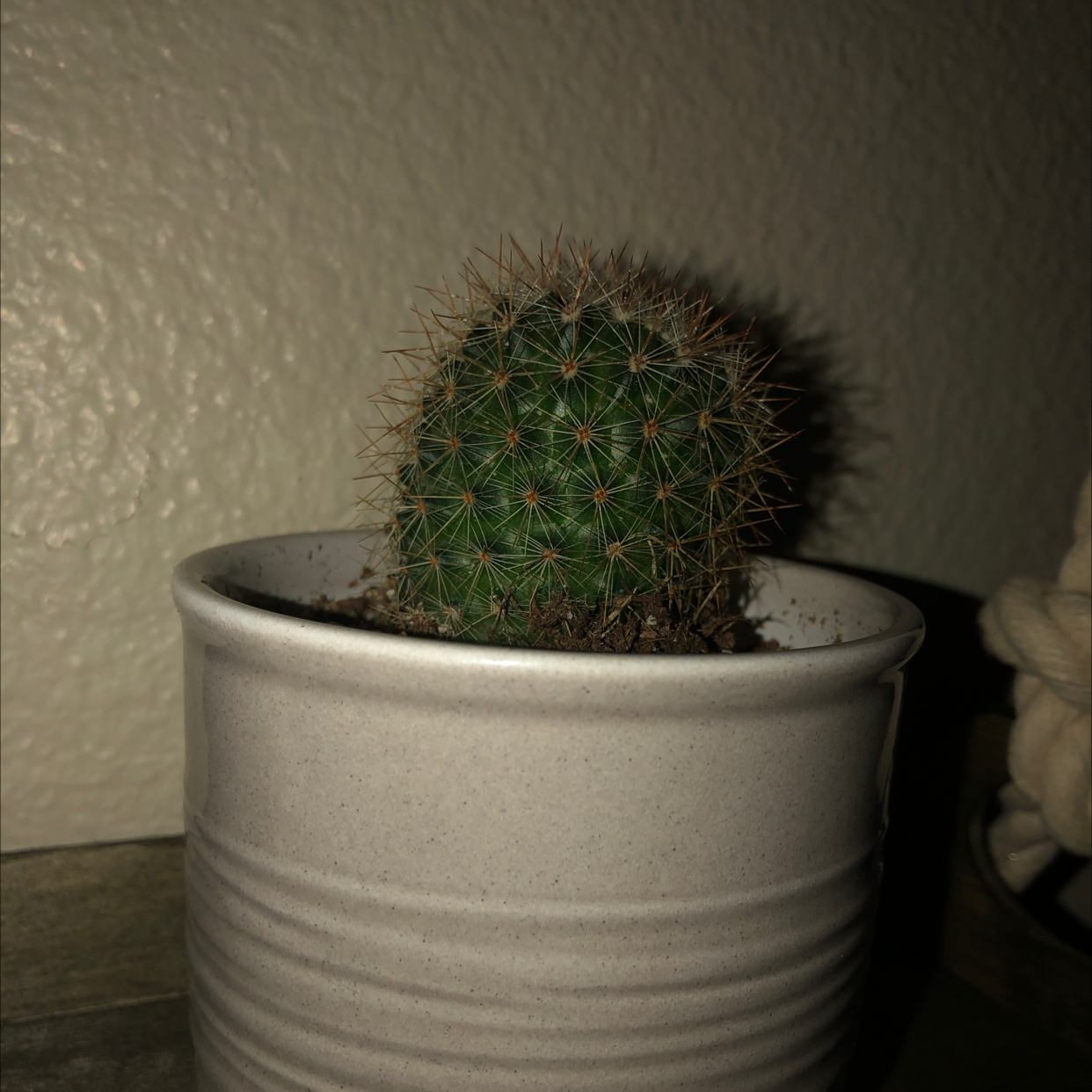 Little Nipple Cactus in a white pot, appears healthy with no visible discoloration.