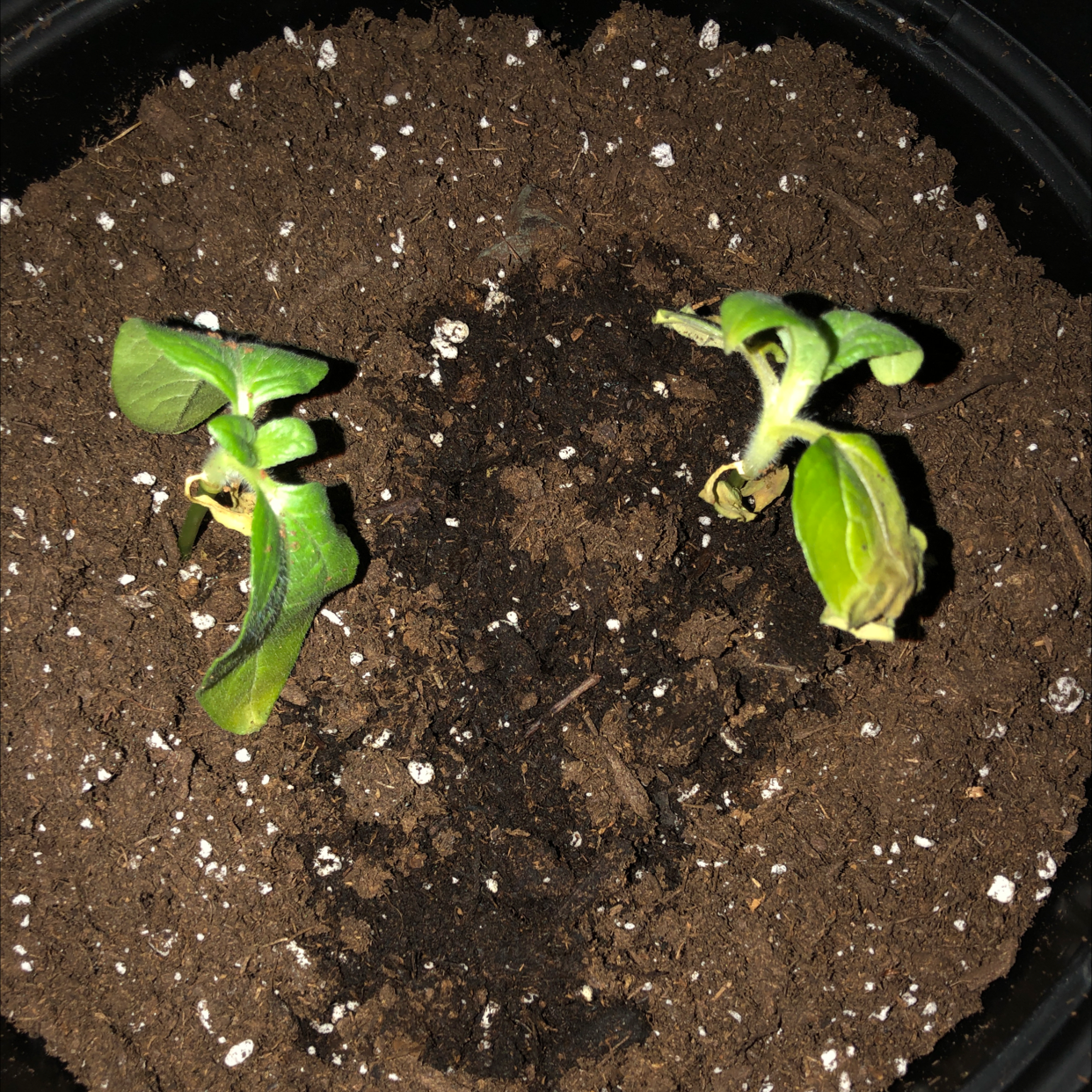 Two sunflower seedlings in soil showing slight yellowing on leaf tips, well-framed in a black plastic pot.