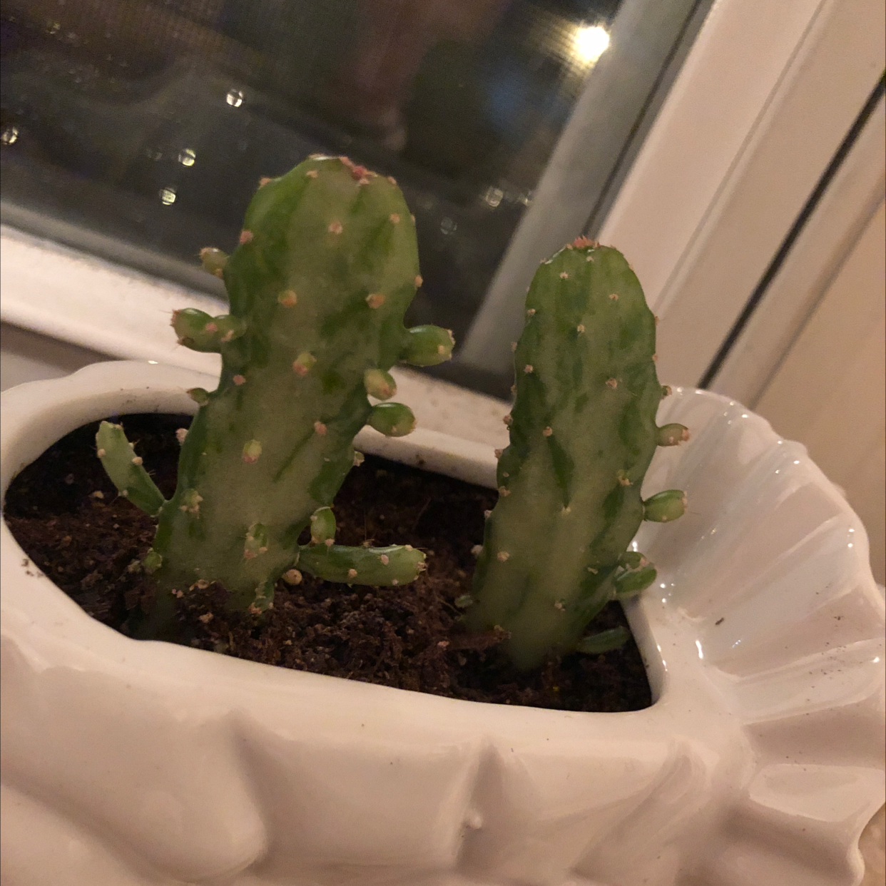Potted Drooping Prickly Pear cactus with two green stems near a window.