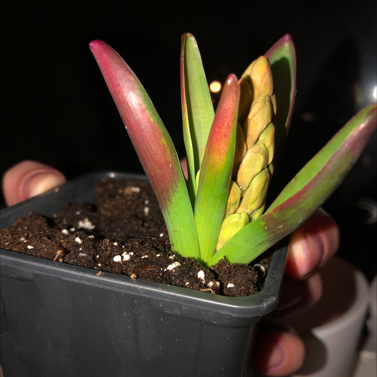 Garden Hyacinth plant in a small pot with visible soil and some reddish discoloration on leaves.