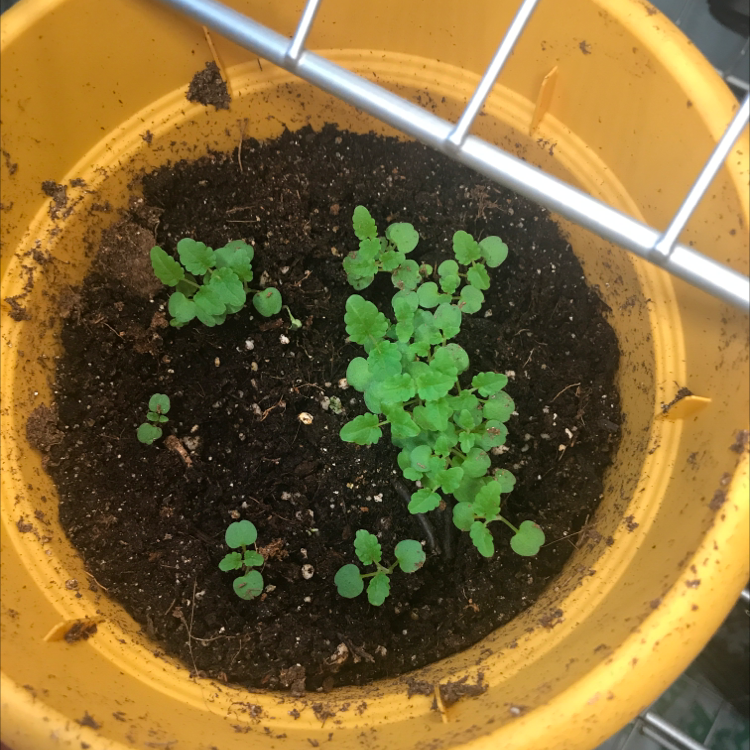 Young Lemon Balm plant in a yellow pot with dark soil.
