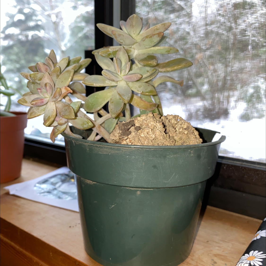 Graptosedum 'Francesco Baldi' plant in a green pot with visible soil, well-framed and focused.