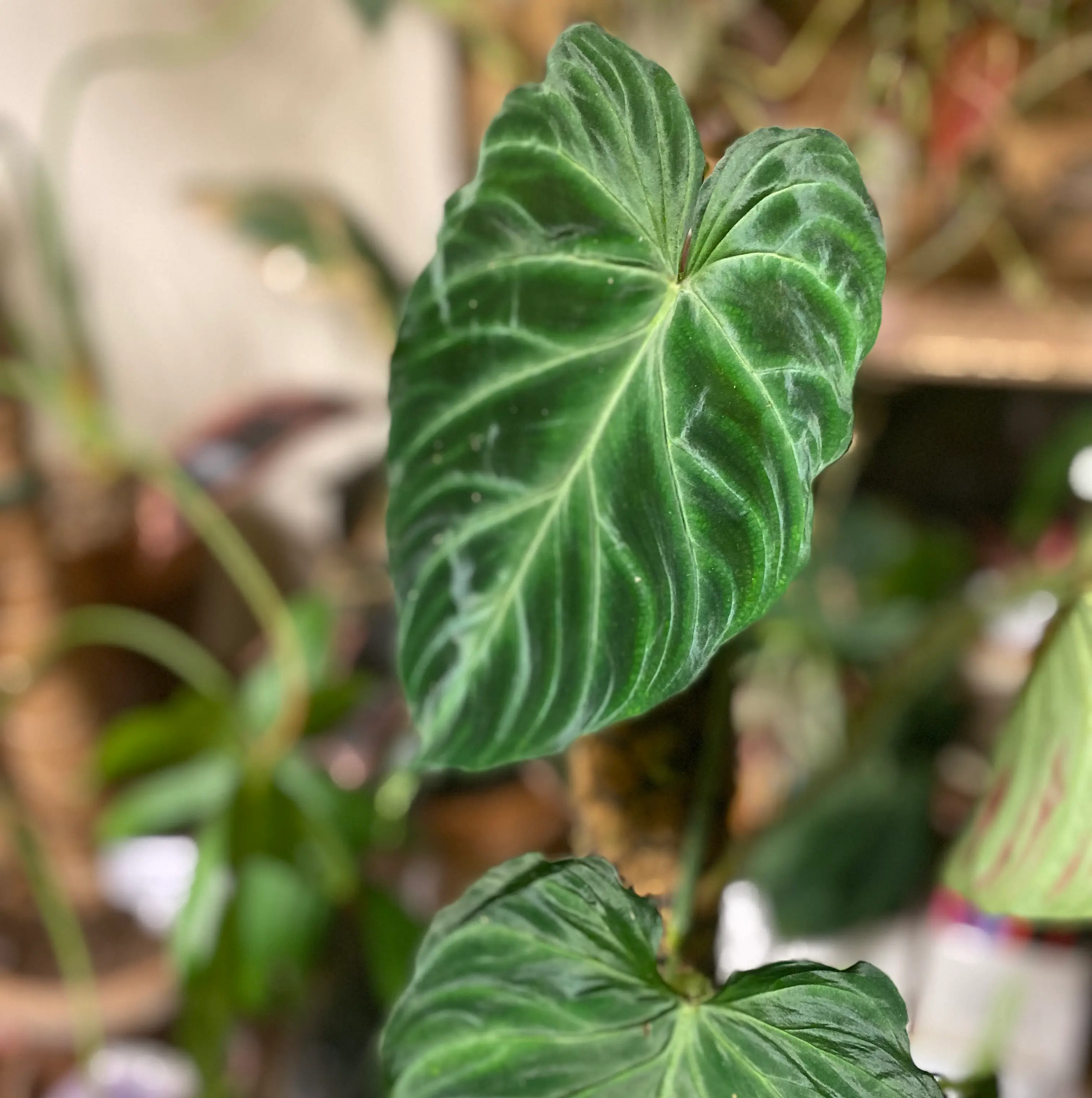 Close-up of an Ecuador Philodendron with dark green leaves and white veins.